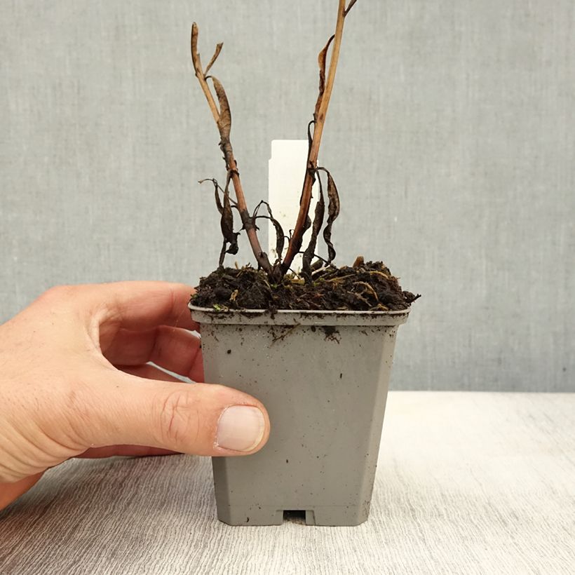 Spécimen de Epilobe en épi - Epilobium angustifolium - Godet de 8/9 cm tel que livré en automne