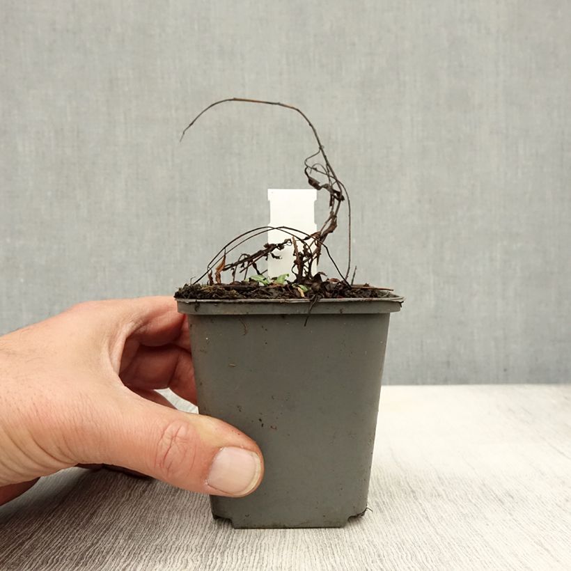Spécimen de Epilobe rose, Epilobium angustifolium Stahl Rose Godet de 8/9 cm tel que livré en automne