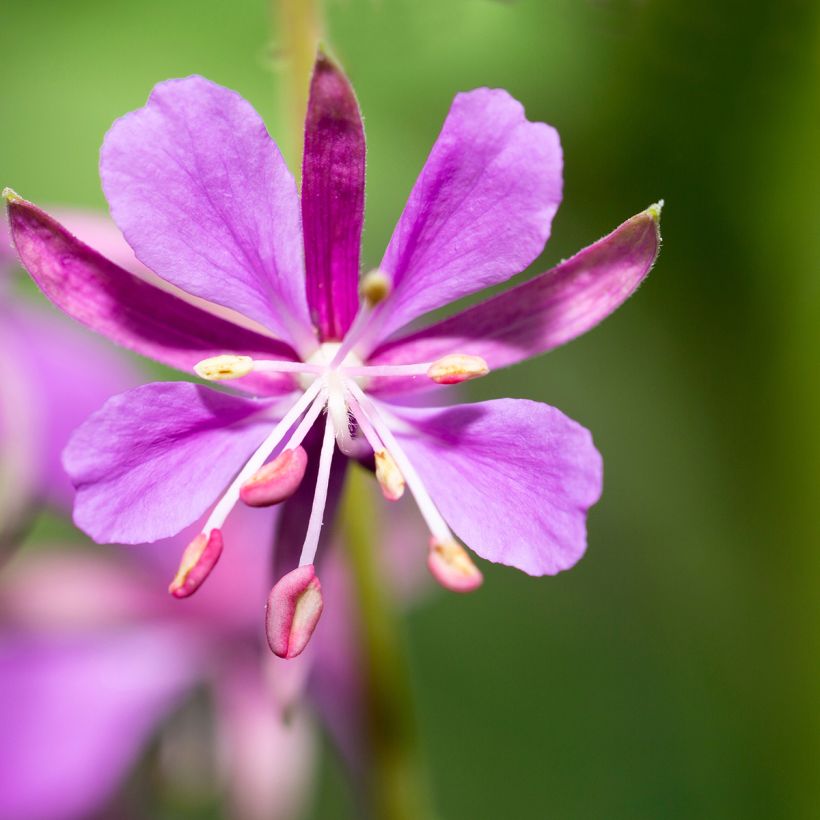 Epilobe en épi - Epilobium angustifolium (Floraison)