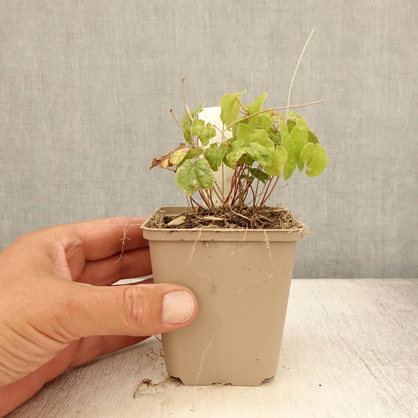 Spécimen de Epimedium asiatic hybrids, Fleur des elfes Godet de 8/9 cm tel que livré en été