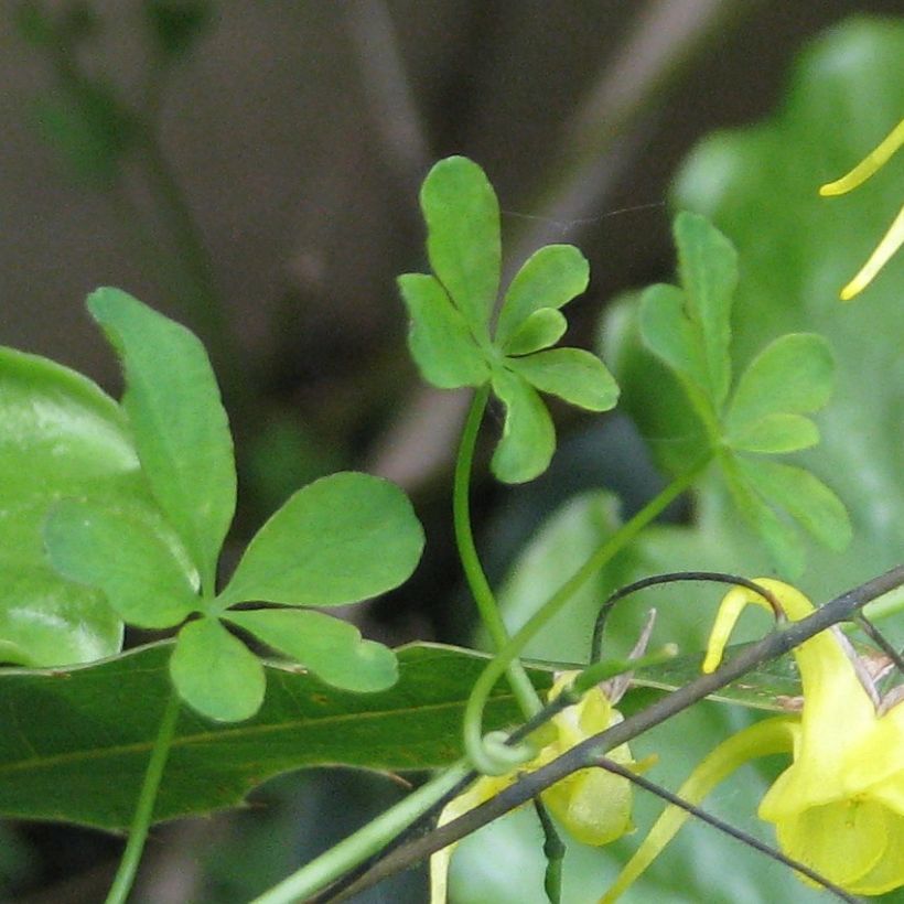 Epimedium davidii, Fleur des elfes (Feuillage)