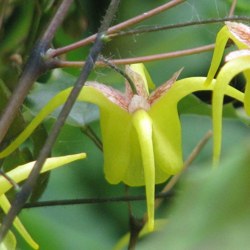 Epimedium davidii, Fleur des elfes (Floraison)