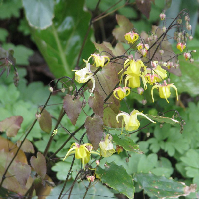 Epimedium davidii, Fleur des elfes (Port)