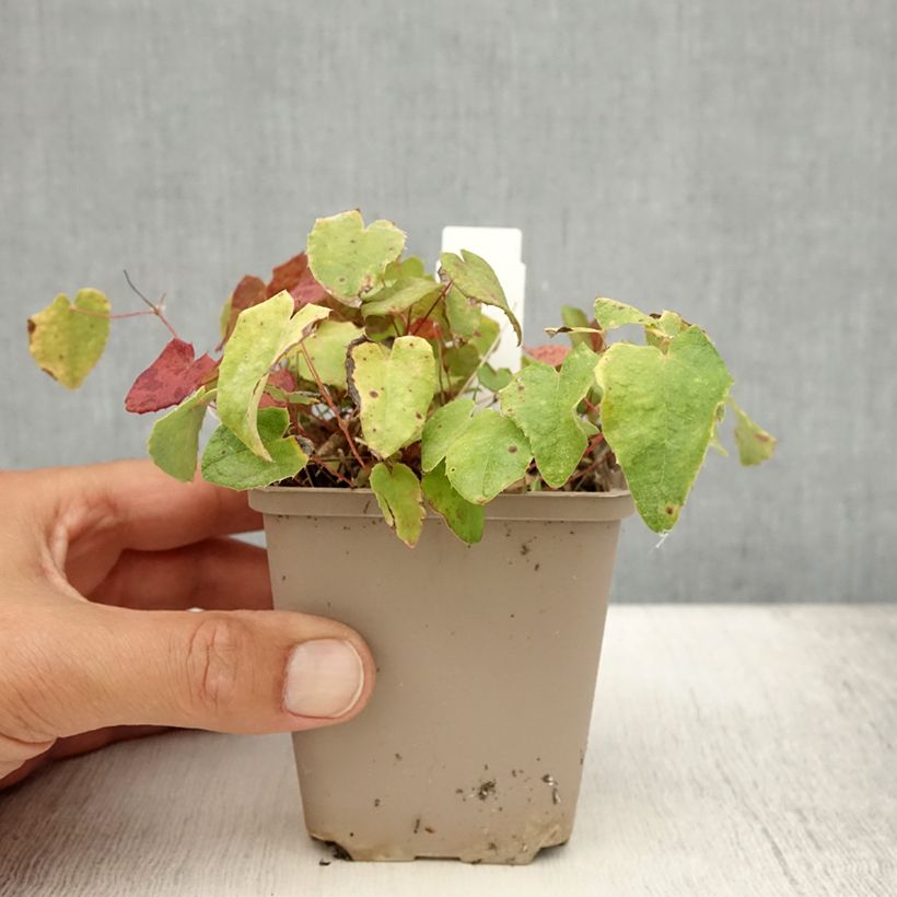 Spécimen de Epimedium davidii, Fleur des elfes Godet de 8/9 cm tel que livré en été