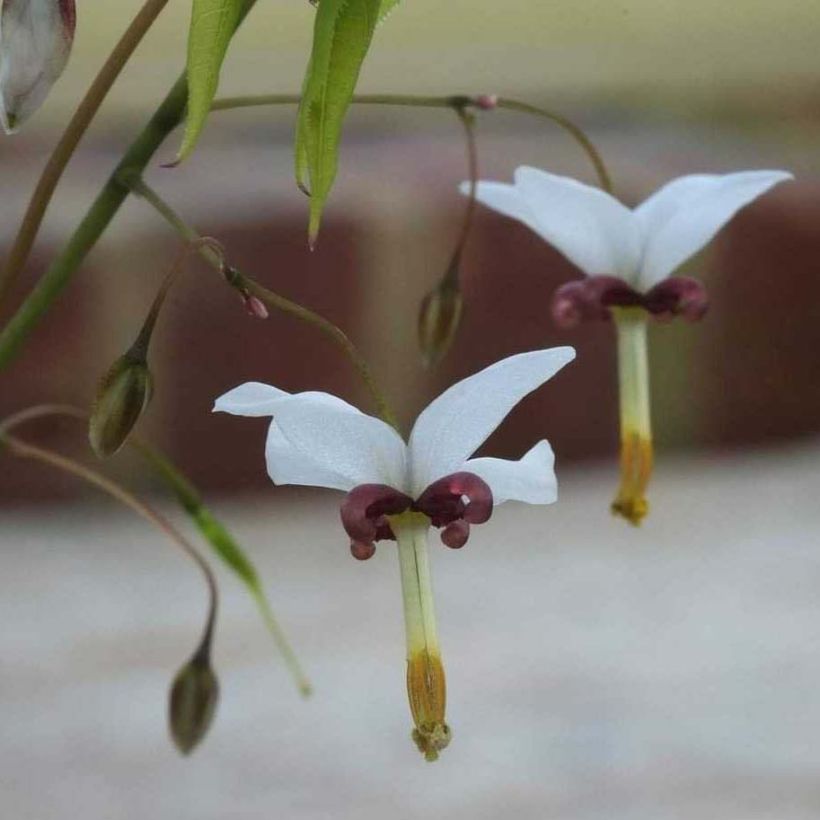 Epimedium dolichostemon, Fleur des elfes (Floraison)