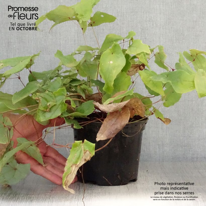 Spécimen de Epimedium Elenwe - Fleurs des Elfes Pot de 1,5L/2L tel que livré en automne