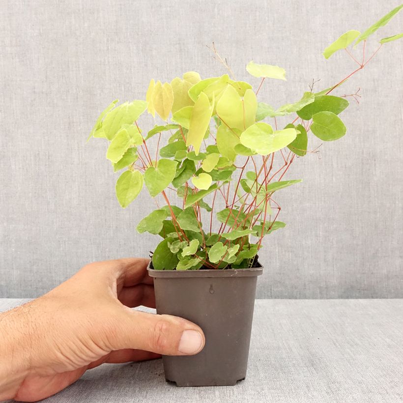 Spécimen de Epimedium elongatum - Fleur des Elfes Godet de 8/9 cm tel que livré en été
