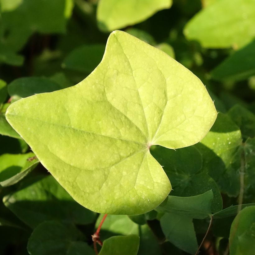 Epimedium elongatum - Fleur des Elfes (Feuillage)