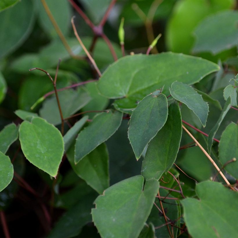 Epimedium grandiflorum - Fleurs des elfes rose lilas pâle (Feuillage)