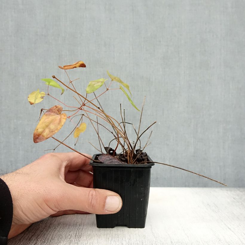 Spécimen de Epimedium grandiflorum Lilafee - Fleur des Elfes lilas Godet de 8/9 cm tel que livré en automne