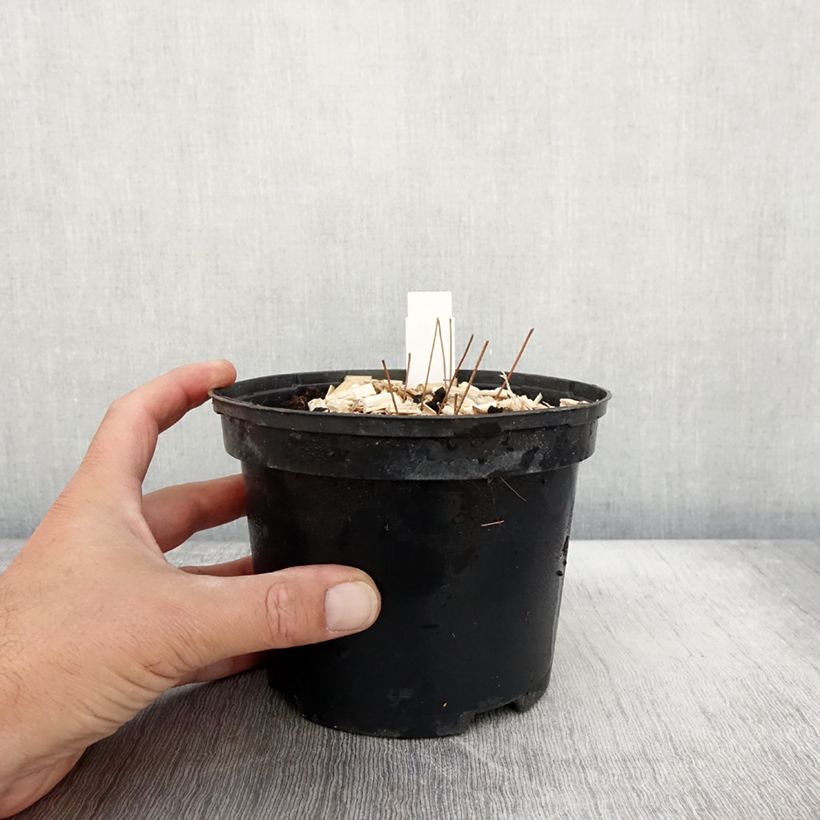 Spécimen de Epimedium grandiflorum Lilafee - Fleur des Elfes lilas Pot de 2L/3L tel que livré en automne