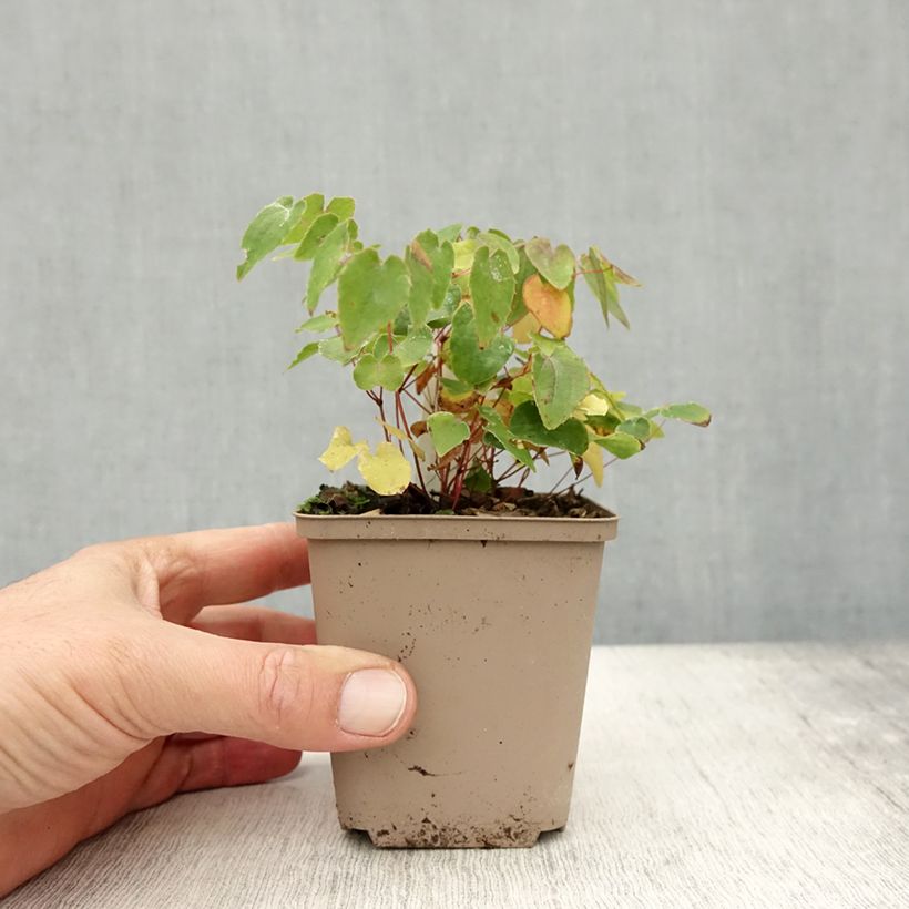 Spécimen de Epimedium grandiflorum Shiho - Fleur des Elfes Godet de 8/9 cm tel que livré en automne