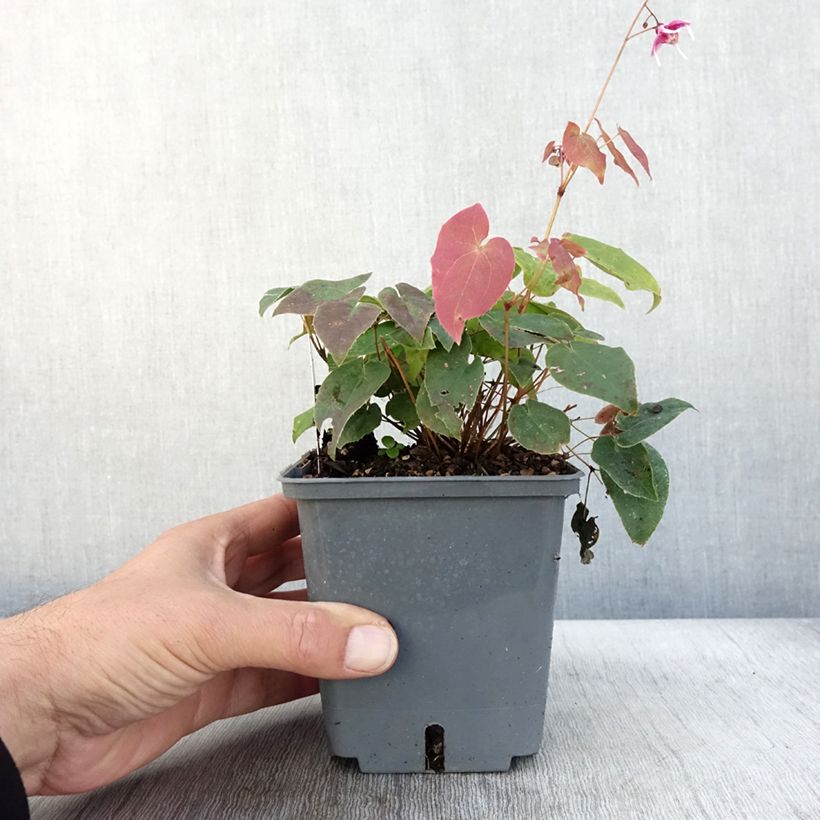 Spécimen de Epimedium hybride Pretty in Pink - Fleur des Elfes Pot de 1L/1,5L tel que livré en automne