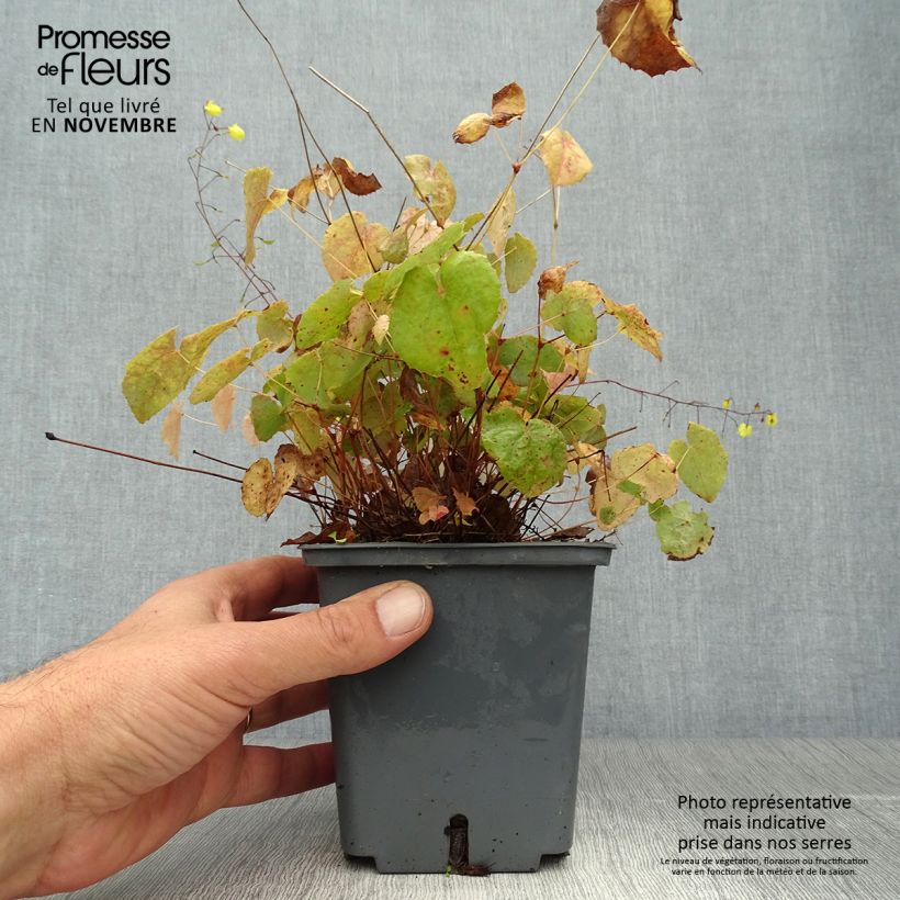 Spécimen de Epimedium hybride Sunny and Share - Fleur des Elfes Pot de 1L/1,5L tel que livré en automne