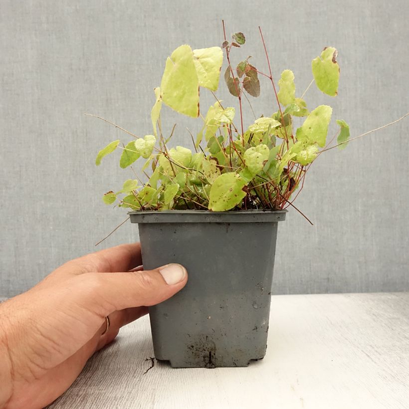 Spécimen de Epimedium hybride Sunny and Share - Fleur des Elfes Pot de 1L/1,5L tel que livré en été