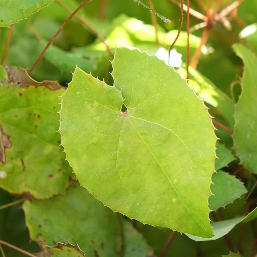 Epimedium hybride Sunny and Share - Fleur des Elfes (Feuillage)