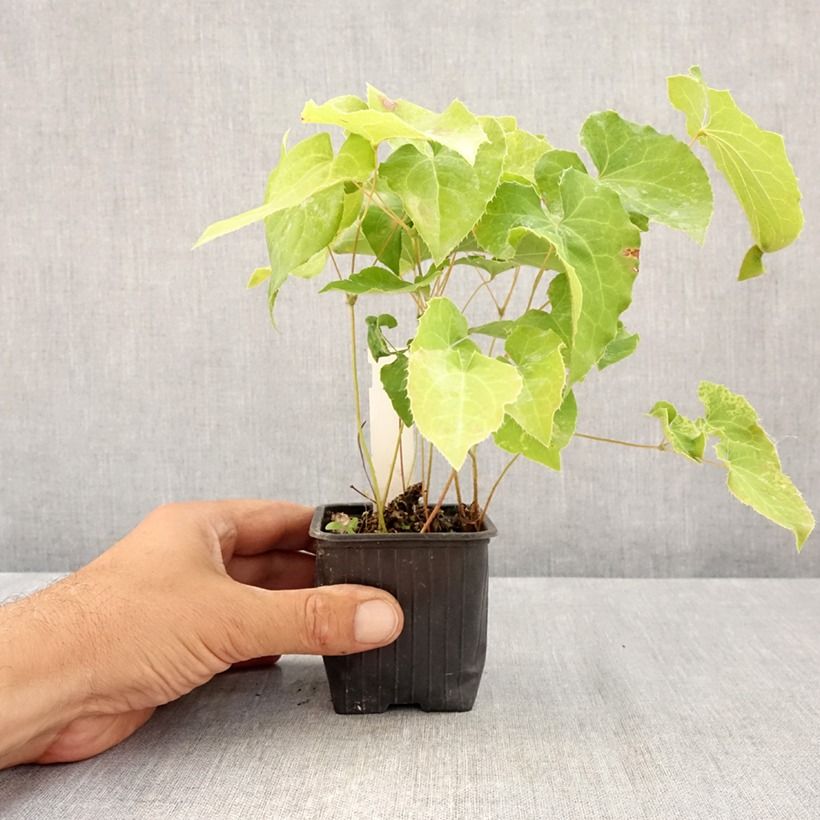 Spécimen de Epimedium perralderianum - Fleur des Elfes Godet de 8/9 cm tel que livré en été