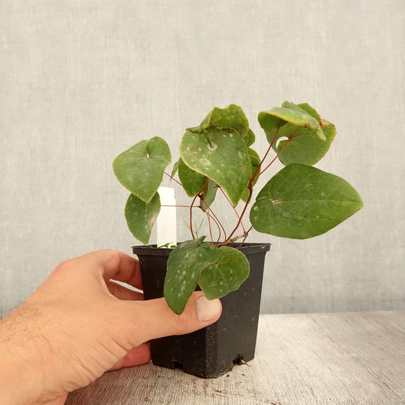 Spécimen de Epimedium pinnatum Black Sea Godet de 8/9 cm tel que livré en été