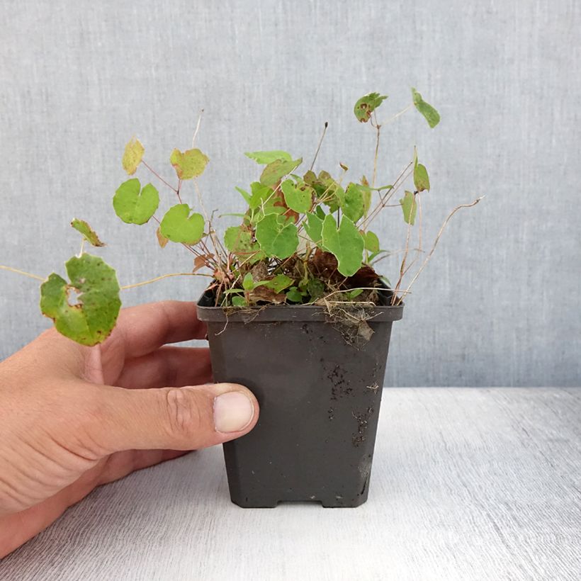 Spécimen de Epimedium platypetalum, Fleur des elfe Godet de 8/9 cm tel que livré en été
