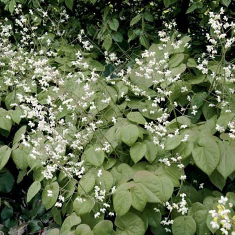 Fleur des Elfes - Epimedium pubigerum (Port)