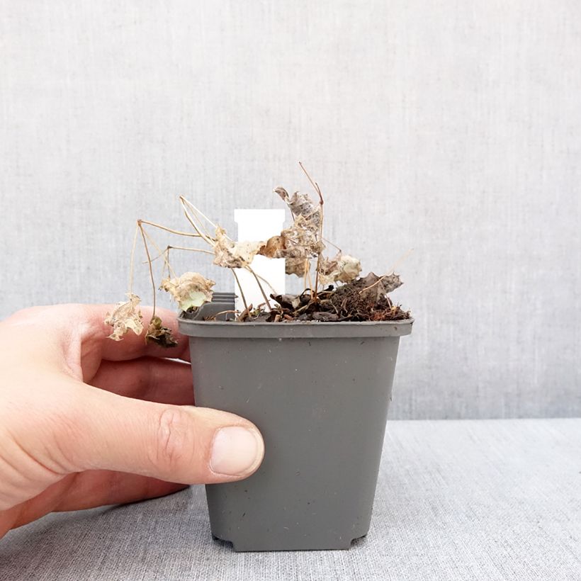Spécimen de Epimedium rhizomatosum, Fleur des elfes Godet de 8/9 cm tel que livré en hiver