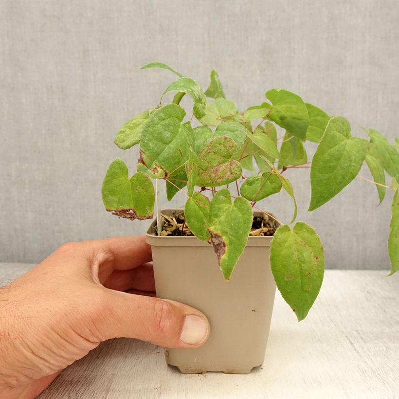 Spécimen de Epimedium rubrum Galadriel - Fleur des Elfes Godet de 8/9 cm tel que livré en été