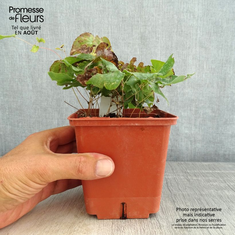 Spécimen de Epimedium rubrum Galadriel - Fleur des Elfes Pot de 1L/1,5L tel que livré en été