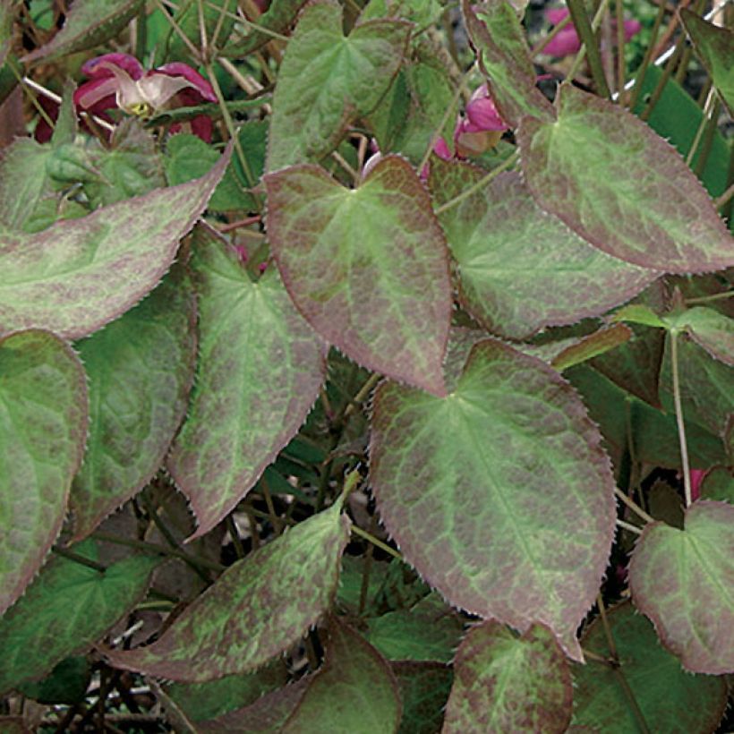 Epimedium rubrum - Fleur des elfes rouge (Feuillage)