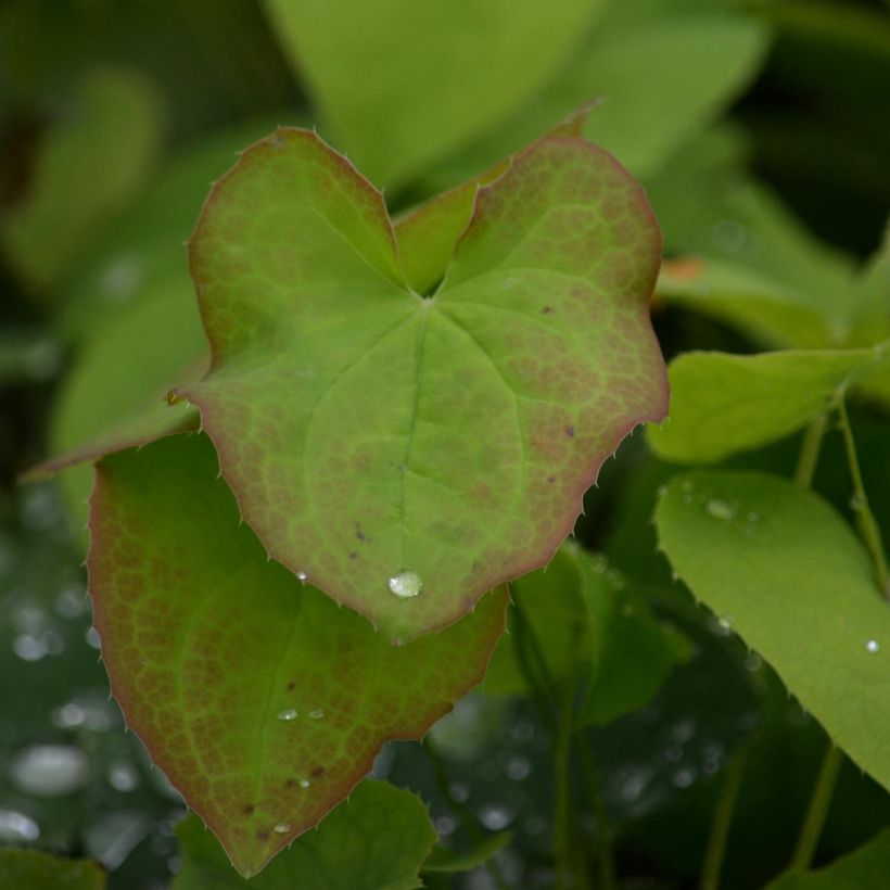 Epimedium warleyense - Fleur des Elfes (Feuillage)