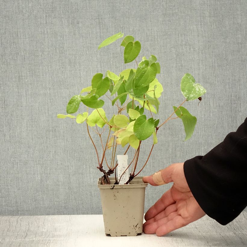Spécimen de Epimedium warleyense - Fleur des Elfes Godet de 8/9 cm tel que livré en été
