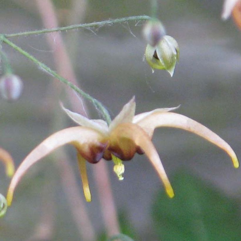 Fleur des Elfes, Epimedium wushanense Caramel (Floraison)