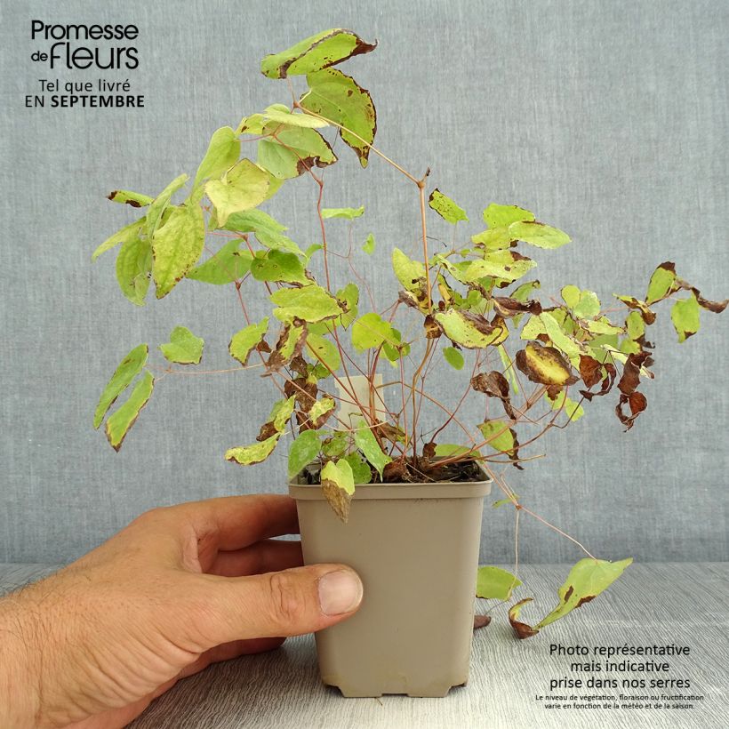 Spécimen de Epimedium youngianum Merlin, Fleur des elfes Godet de 8/9 cm tel que livré en été