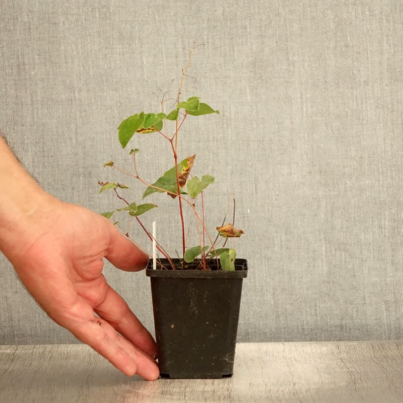 Spécimen de Epimedium youngianum Niveum - Fleur des elfes Godet de 8/9 cm tel que livré en été