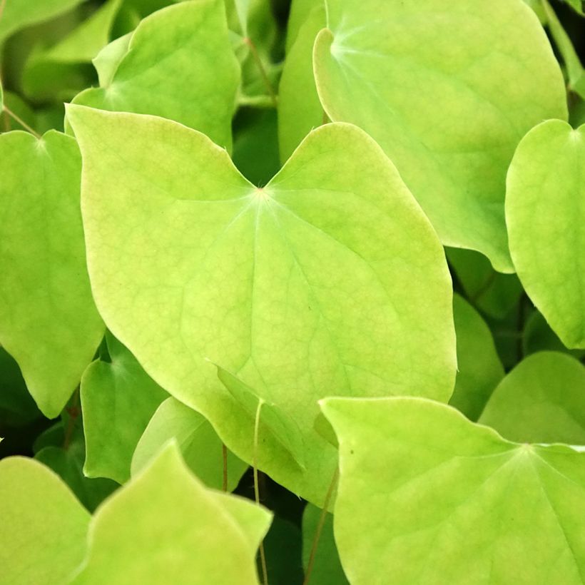 Epimedium youngianum Roseum, Fleur des elfes (Feuillage)