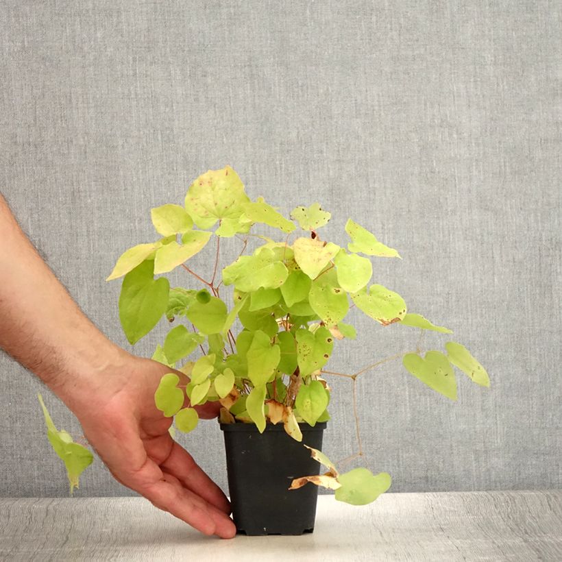 Spécimen de Epimedium youngianum Yenomoto, Fleur des elfes Godet de 8/9 cm tel que livré en été