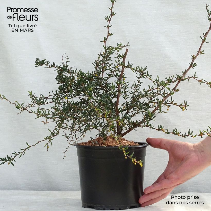 Spécimen de Berberis x stenophylla - Épine-vinette à feuilles étroites  Pot de 2L/3LHauteur livrée env. 40/50cm tel que livré au printemps
