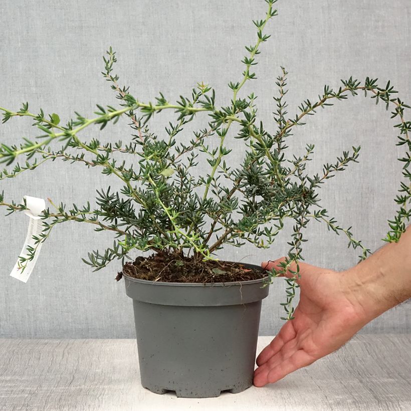 Spécimen de Berberis x stenophylla - Épine-vinette à feuilles étroites  Pot de 2L/3L tel que livré en été