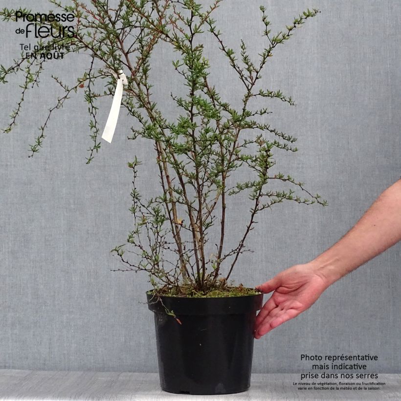 Spécimen de Berberis x stenophylla - Épine-vinette à feuilles étroites  Pot de 7,5L/10L tel que livré en été