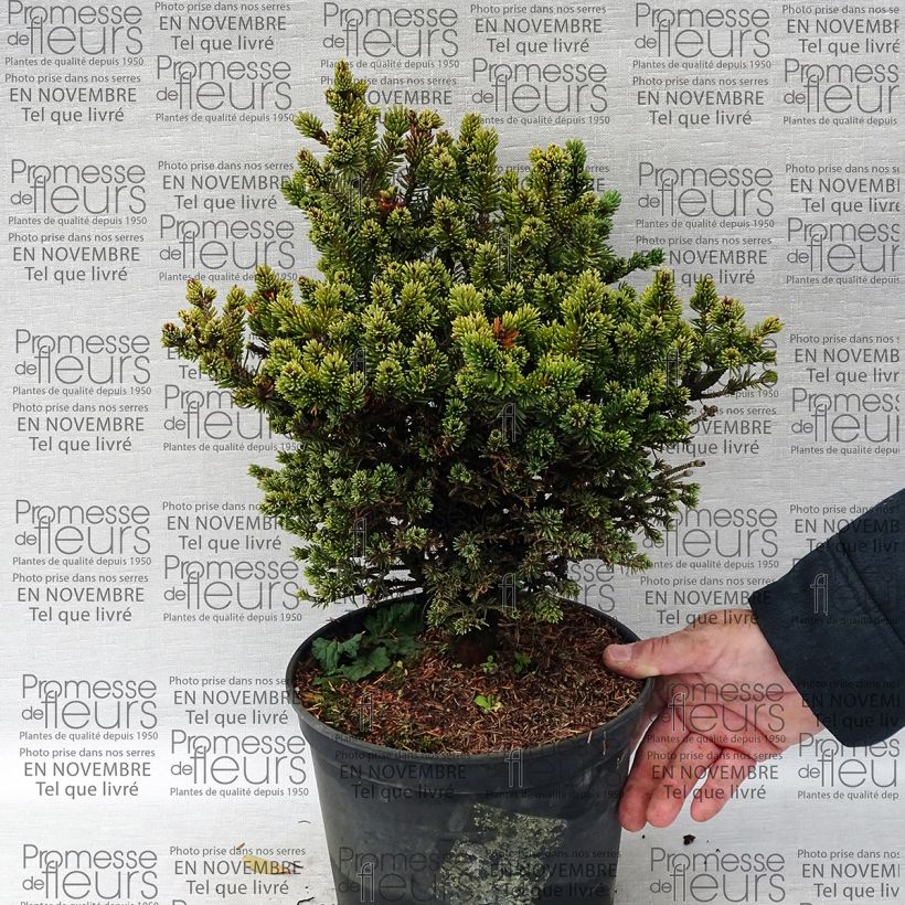 Exemple de spécimen de Épinette blanche - Picea glauca Cecilia                             Pot de 4L/5L tel que livré