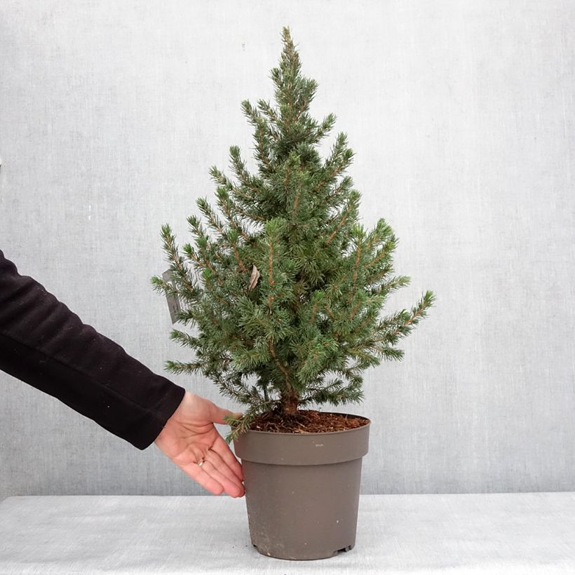 Spécimen de Epinette blanche - Picea glauca Biesenthaler Frühling Pot de 4L/5L tel que livré en hiver