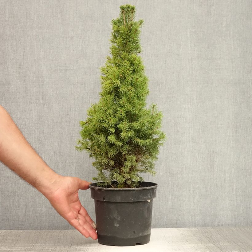 Spécimen de Epinette blanche - Picea glauca Conica Pot de 2L/3L tel que livré en été