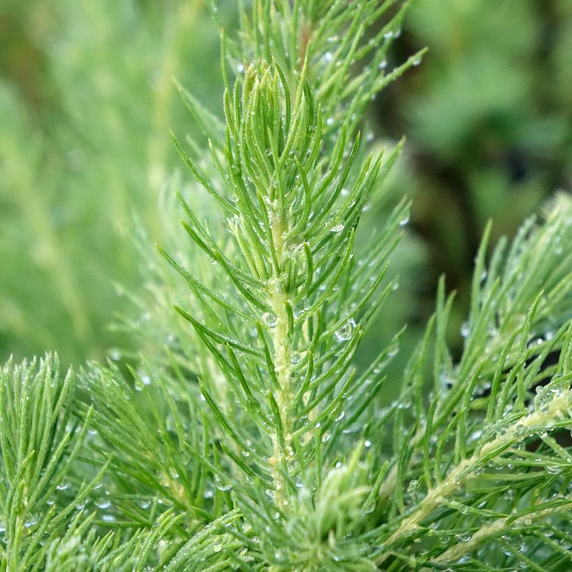 Epinette blanche - Picea glauca Conica (Feuillage)