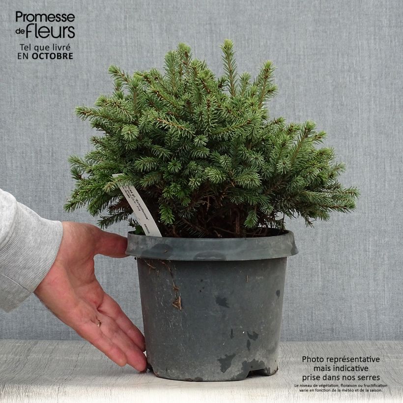 Spécimen de Epinette blanche - Picea glauca Echiniformis                       Pot de 2L/3L tel que livré en automne