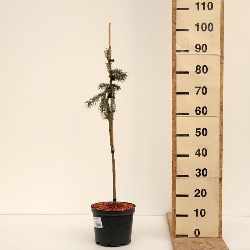 Spécimen de Epinette blanche - Picea glauca Pendula Pot de 4L/5L tel que livré en hiver