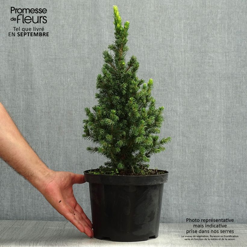 Spécimen de Epinette blanche - Picea glauca Rainbow's End          Pot de 2L/3L tel que livré en été