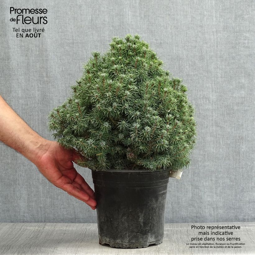 Spécimen de Epinette blanche - Picea glauca Sander's Blue                       Pot de 4L/5L tel que livré en été
