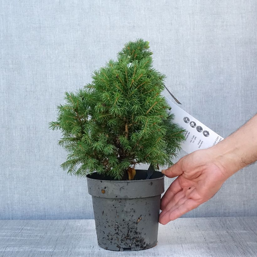 Spécimen de Epinette blanche - Picea glauca Sun on the Sky Pot de 2L/3L tel que livré en été