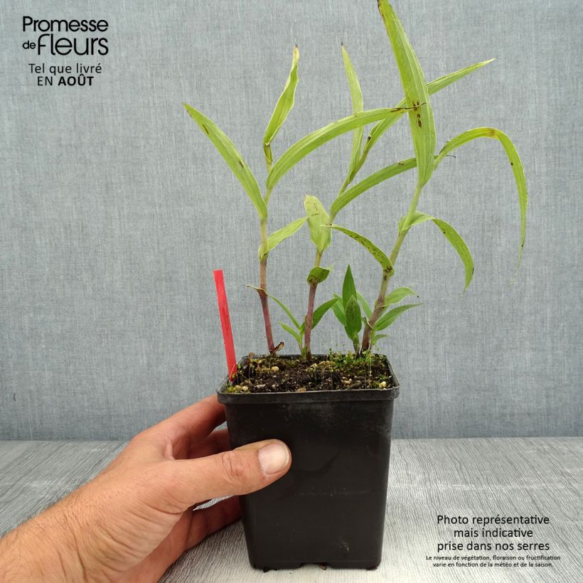 Spécimen de Epipactis gigantea - Helleborine Pot de 1L/1,5L tel que livré en été
