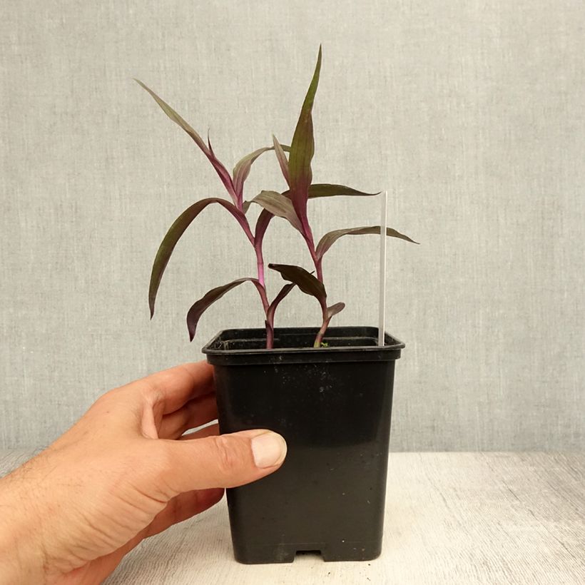 Spécimen de Epipactis gigantea Night Serpentine - Orchidée de jardin  Pot de 1L/1,5L tel que livré en été