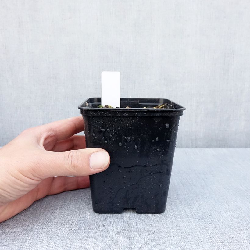 Spécimen de Epipactis royleana - Orchidée de jardin - Pot de 1L/1,5L tel que livré au printemps